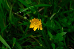 Ranunculus repens