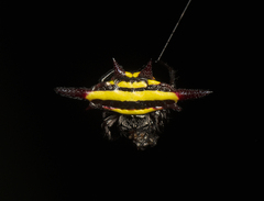 Gasteracantha fornicata