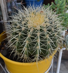 Kroenleinia grusonii