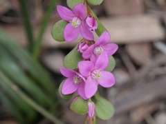 Boronia crenulata