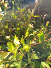 Persicaria senticosa