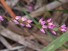 Boronia crenulata