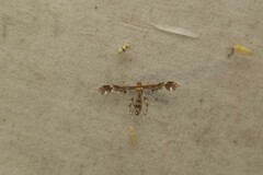 Dejongia lobidactylus