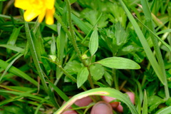 Ranunculus repens