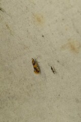 Epicallima argenticinctella