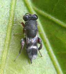 Chalcidoidea