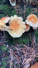 Hypholoma capnoides