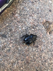 Anoplotrupes