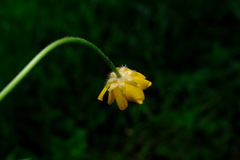 Ranunculus repens