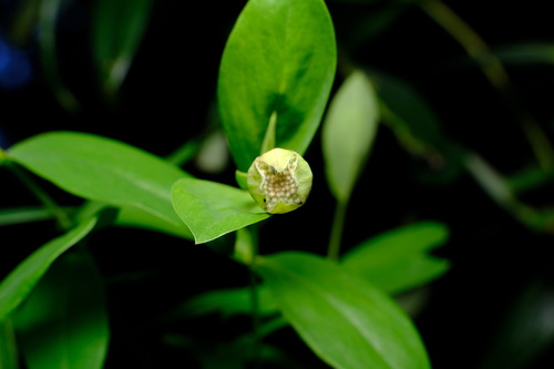 Image of Pimelea ligustrina by (c) Peter Crowcroft, some rights reserved (CC BY)