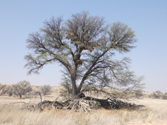 Vachellia erioloba