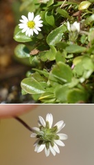 Bellium