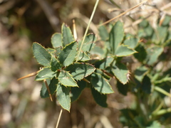 Berberis aetnensis