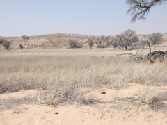 Eragrostis rotifer