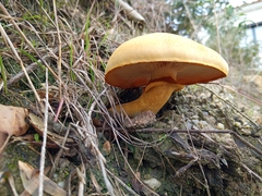 Gymnopilus junonius