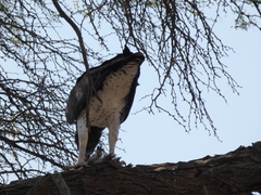 Polemaetus bellicosus