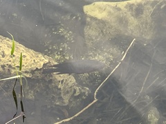 Mayaheros urophthalmus