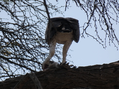 Polemaetus bellicosus