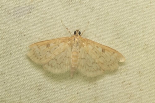 Northern Herpetogramma photo 4