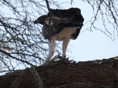 Polemaetus bellicosus