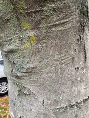 Hyperphyscia adglutinata