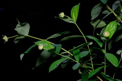 Pimelea ligustrina ligustrina