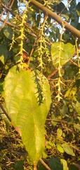 Alchornea cordifolia image