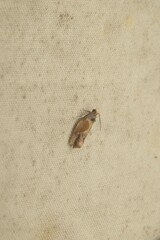 Eumarozia malachitana