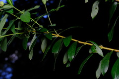 Pimelea ligustrina ligustrina
