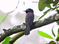 Terpsiphone atrocaudata