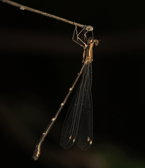 Chorismagrion risi