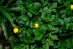 Ranunculus repens