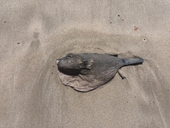 Amblyrhynchote honckenii