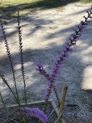 Liatris spicata