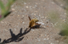Bombyliinae