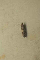 Eucopina tocullionana