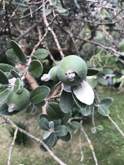 Feijoa