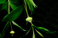 Pimelea ligustrina ligustrina