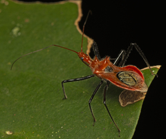 Gminatus