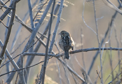 Emberiza fucata