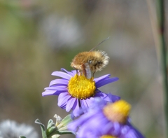 Bombyliinae