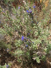 Lobostemon argenteus