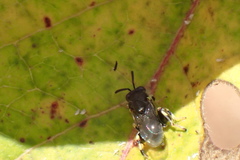 Brachymeria podagrica