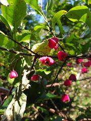 Euonymus hamiltonianus sieboldianus