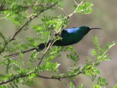 Nectarinia famosa famosa