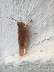 Sphingonotus rubescens