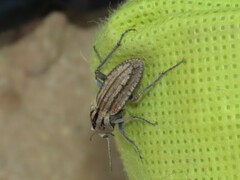 Somaticus
