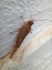 Sphingonotus rubescens