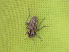 Somaticus