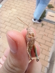 Sphingonotus rubescens